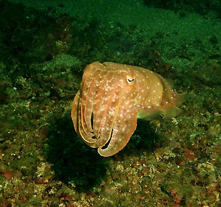 Cuttlefish