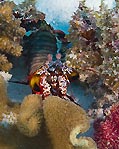 Mantis Shrimp