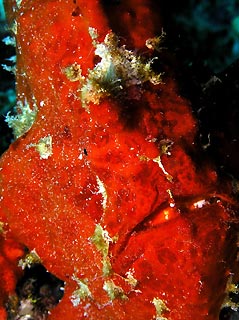 Red Frogfish