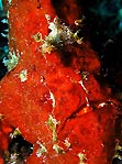 Red Frogfish