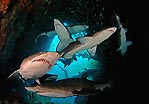 Grey Nurse Sharks in Fish Rock Cave