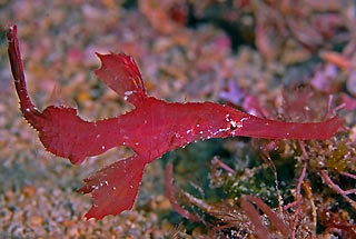 Ghostpipefish