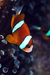 Swimming with Anemonefish