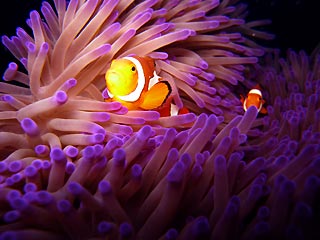 Steve's Bommie Clownfish