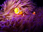 Steve's Bommie Clownfish