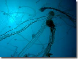 The jellyfish were hanging out in big numbers at the dive site, Redang Island, Malaysia.