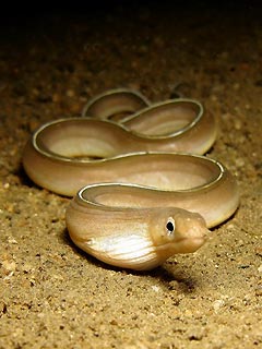 White Ribbon Moray