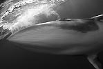 Minke Whale