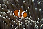 Clownfish