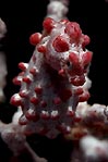 Pygmy Seahorse