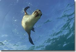 Australian Sea Lions - what a buzz!Hopkins Island,South Australia