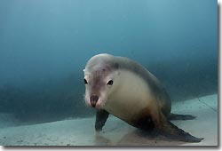 Australian Sea Lions - what a buzz!Hopkins Island,South Australia