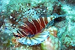 Juvenile Lionfish