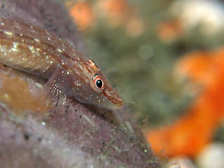 Flathead Goby