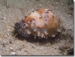 Cowries and Ovulids