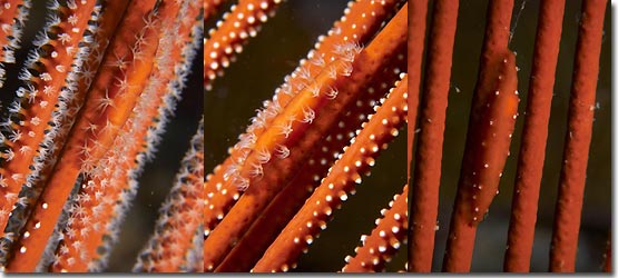 Cowries and Ovulids