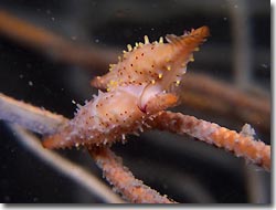 Cowries and Ovulids