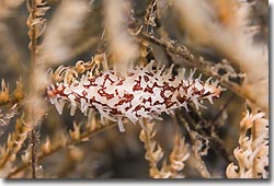 Cowries and Ovulids