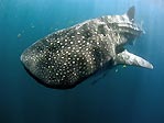 Whaleshark