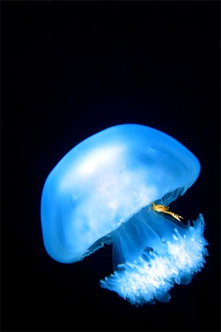 Andrew McLeod with his small crab hitching a ride with jellyfish. Bicol, Philippines.