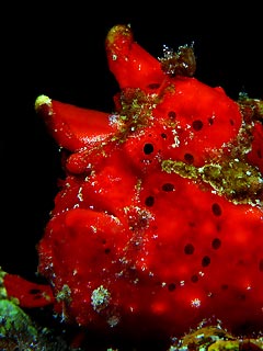 Flaming Red Frogfish