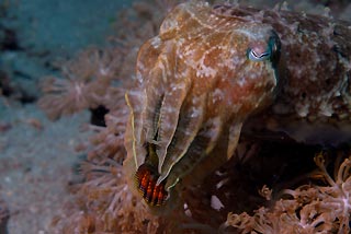 End of the Blackhead Filefish