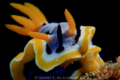 Chromodoris magnifica