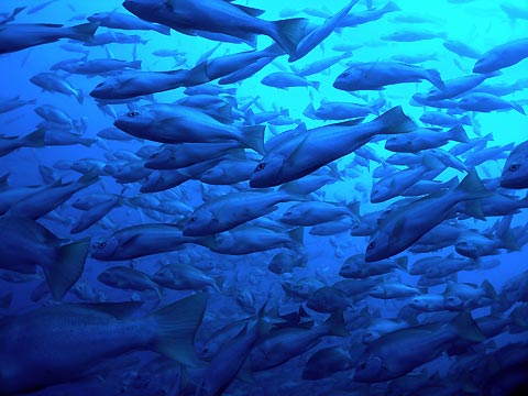 Schooling Small-mouth Nannygai