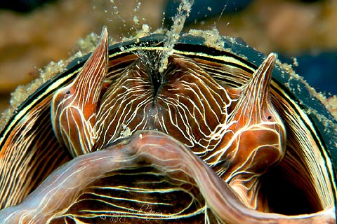 Tube Worm