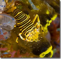 Bumblebee Shrimp, Anilao, Philippines