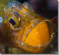 A brooding cardinalfish, Anilao, Philippines