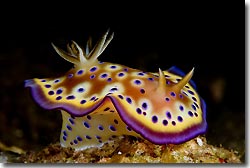 Chromodoris kunei, Anilao, Philippines