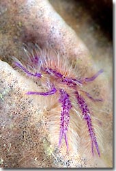 Squat Lobster,  Anilao, Philippines