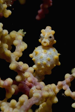 Pygmy Seahorse