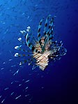 Lionfish