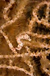 Pygmy Seahorse