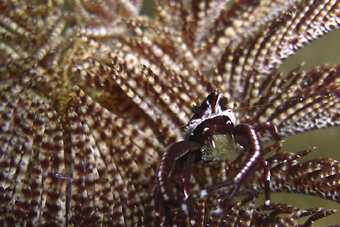 Crinoid Shrimp and Eggs