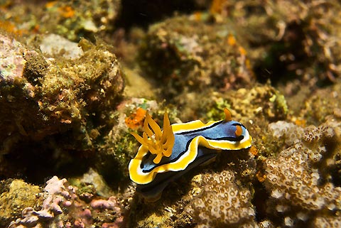 Nudibranch Posing 