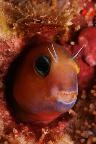 Scary Blenny