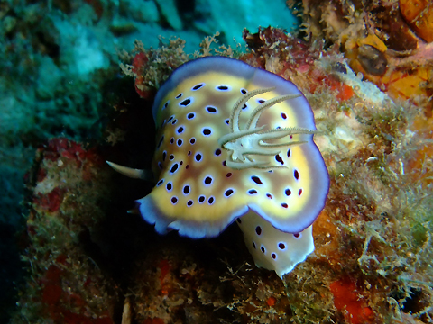 Chromodoris geminus