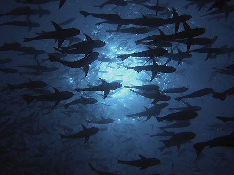 Fish passing overhead