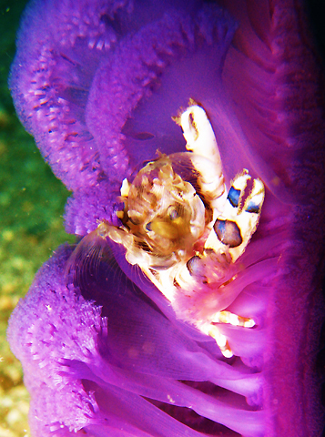 Harlequin Crab