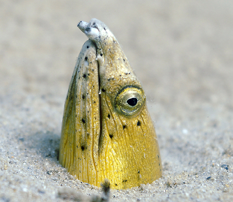 Snake Eel