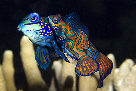 Mating Mandarinfish