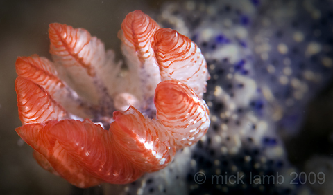 Hypselodoris infucata