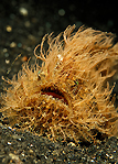 Hairy Frogfish