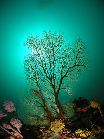 Temperate Sea Fan