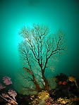 Temperate Sea Fan