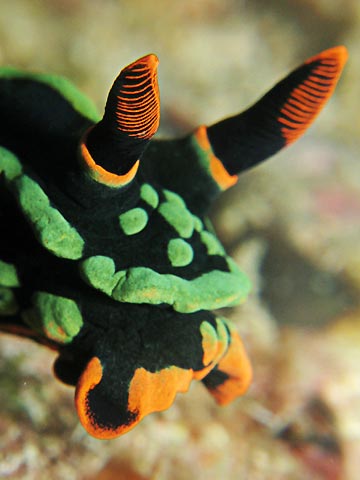 Nembrotha kubaryana