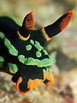 Nembrotha kubaryana